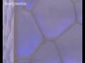 New Scientist video round-up - August 8, 2008