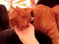 videos de Hanging Out With the ASPCA