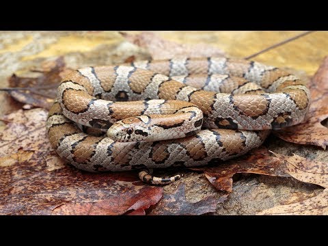 YouTube reptile video