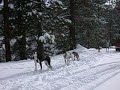 This is my team about to skijor the backcountry near Lake Tahoe.  Tempo the Alaskan Husky is in the lead with Otto  a GSP and Mojo a GSP puppy in the wheel position.