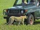 CHEETAHS IN AFRICA ^