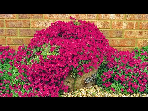 how to care for aubretia