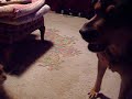 The Gremlin vs The Whippet round 1