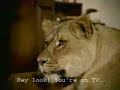 Leones en su habitat