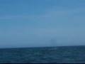 Mas ballenas y belugas?