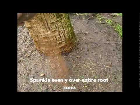 how to fertilize coconut trees