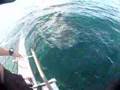 Whaleshark playing behind the boat