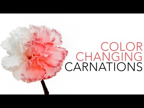 how to dye carnations