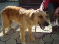 FilmeCanil05-12-09_0001.wmv