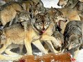 wolves apocalypse vangelis