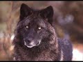 wolves apocalypse vangelis