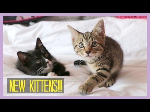 NEW KITTENS! | Sprinkle of Glitter