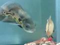 Fish sex and fight