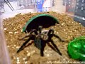 Brachypelma vagans Feeding Brachypelma vagans Feeding