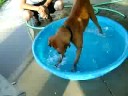 boxer sofi playin with the fishes boxer sofi playin with the fishes