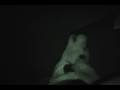 Beagle video