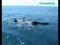 Non � caza de baleas!! Cet�ceos en Galicia