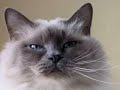 lory's cat-toons birman family