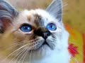 lory's cat-toons birman family