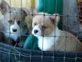 11/8/09 corgi puppies