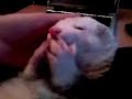 Harry le furet au r�veil