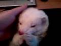 Harry le furet au réveil