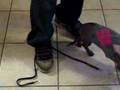 Tie-shoes-with-no-ha