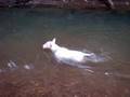 Ace the swimming Bull Terrier