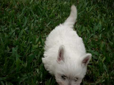 CHICO - Westie - West Highland White Terrier
