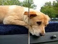 song sung by ron warner
written by danny mayo
recorded by pirates of the mississippi

this video is in memory of my late sister candy who passed away 5 jan 2000 and her dog jake who passed away of old age shortly after
