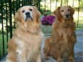 song sung by ron warner
written by danny mayo
recorded by pirates of the mississippi

this video is in memory of my late sister candy who passed away 5 jan 2000 and her dog jake who passed away of old age shortly after