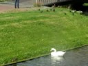 Vogelvoedplaats