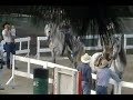CABALLO BAILADOR