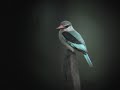 Woodland Kingfisher