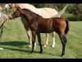 STUNNING KWPN COLT WITH THREE FABULOUS GAITS FOR SALE