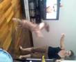 Bull Terrier Miniatura video