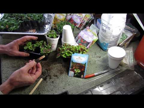 how to transplant zinnia seedlings
