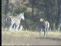 Injured Zebra