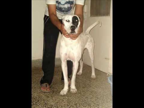 bully kutta