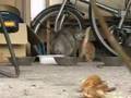 のらねこ親子