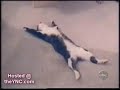 Cats With Attitude