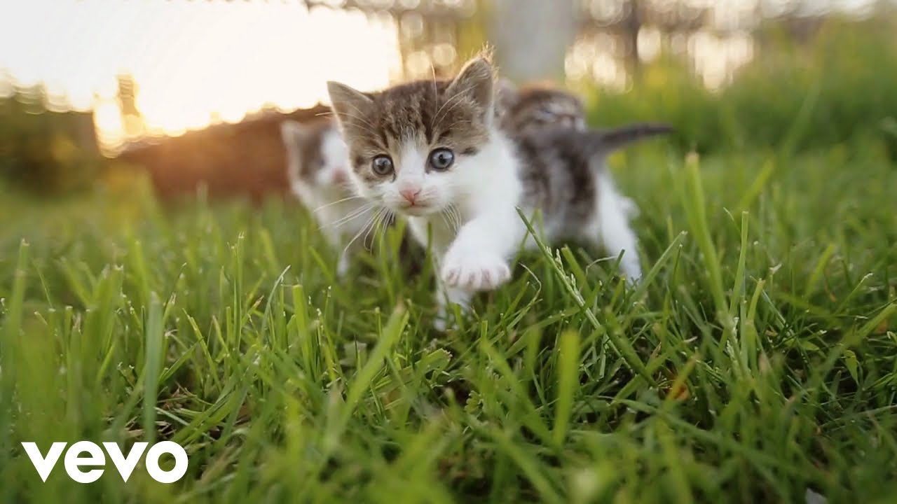 Roman Nagel - Spring (Visualizer)