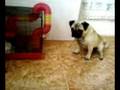 pug vs. gerbo