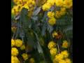 Cootamundra Wattle - John Williamson