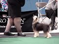 Tradex - Franco in for Puppy in Group