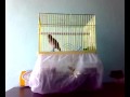 Kanarya sesi (Canary song) [VolBull].mp4