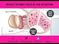 Dog and Puppy Nutrition Video - Fiber (Episode 5) Dog and Puppy Nutrition Video - Fiber (Episode 5)