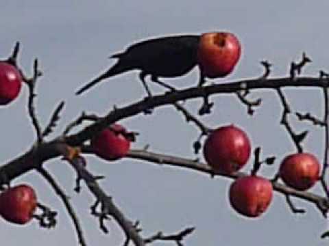 Image de prévisualisation YouTube