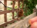 Tame robin