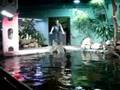 007009-18 The Croc Show
